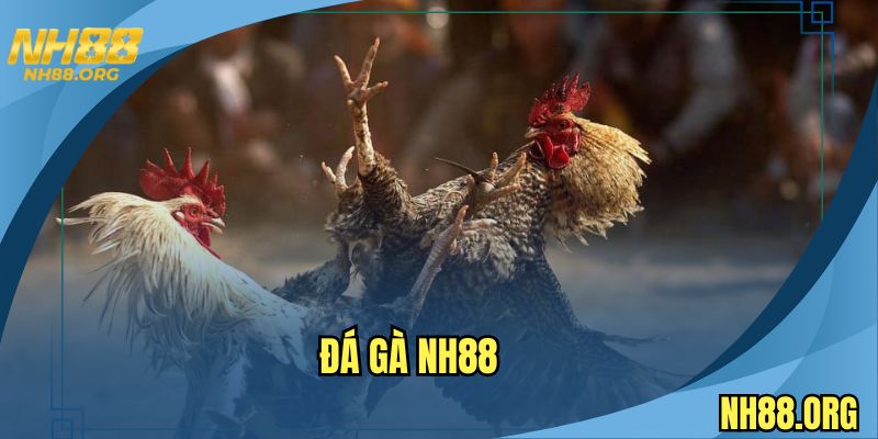 Không gian đá gà NH88 có chất lượng ấn tượng