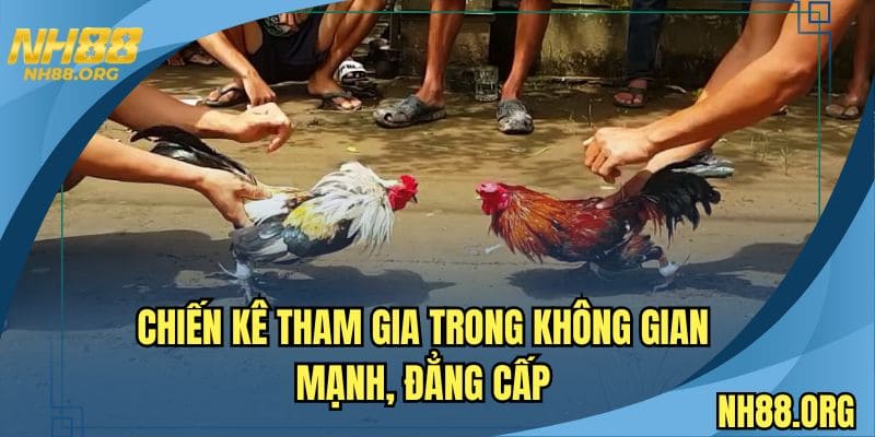 Chiến kê tham gia trong không gian mạnh, đẳng cấp