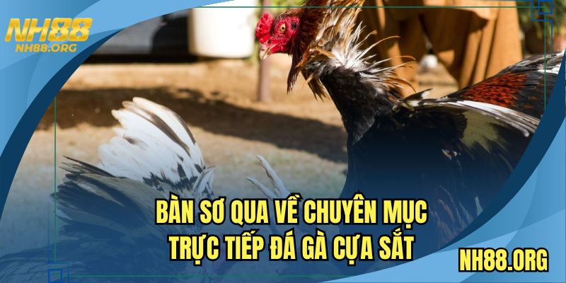 Bàn sơ qua về chuyên mục trực tiếp đá gà cựa sắt