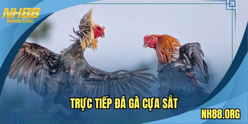 truc-tiep-da-ga-cua-sat